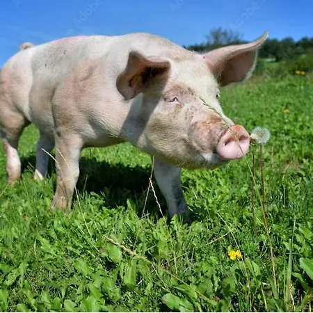 Alpenpanorama ゴールデック